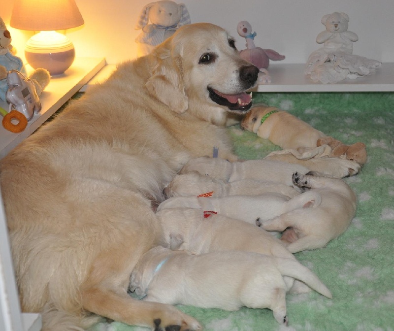 of Deep Dreamer's - Golden Retriever - Portée née le 31/10/2011